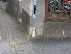 Goro in Tokyo, on a street corner