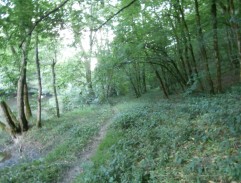 Path in the wood