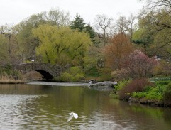 Park with bridge