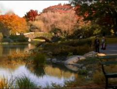 Park with bridge