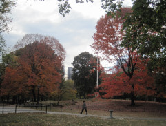 Autumn in New York