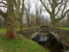A bridge in the forest