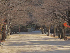 On the way from the temple