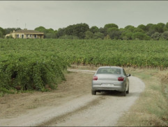 In the vineyards