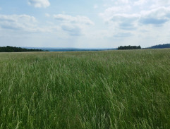 Hitlerjugend meadow