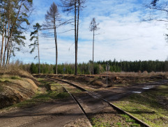 Train on the forest railway